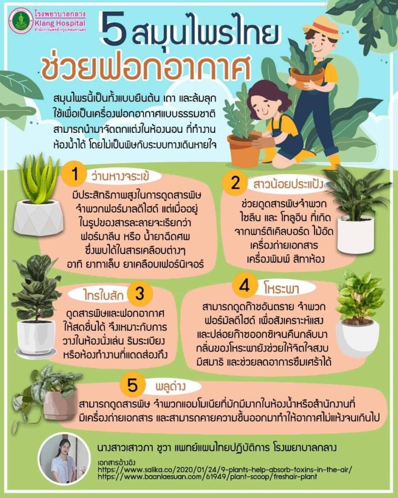 5 สมุนไพรไทยช่วยฟอกอากาศ